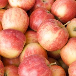 Apple – Fuji Apple tree – Malus get a quote