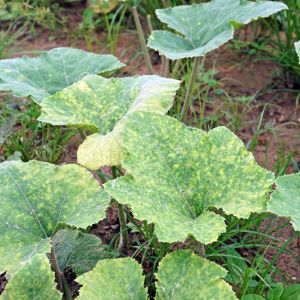 Cucumber Mosaic Virus get a quote