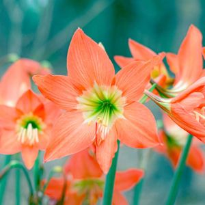 Hippeastrum striatum – Hippeastrum rutilum – Amaryllis – Barbados Lily – get a quote