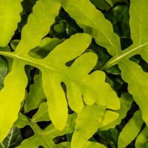 Onoclea sensibilis – Sensitive Fern – get a quote