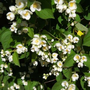 Philadelphus ‘Lemoinei’ – Mock Orange – get a quote