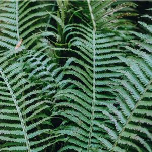 Polypodium glycyrrhiza – Licorice Fern – California Polypody – Polypody – get a quote