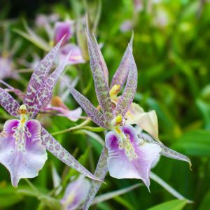 Brassia – Spider Orchid – get a quote