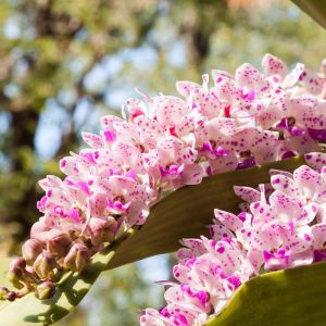 Rhynchostylis – orchid get a quote