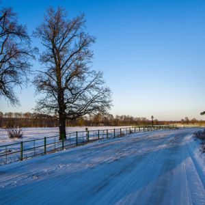 Buy Plants that Tolerate Road Salt Plants