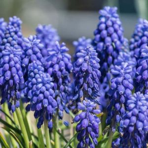 Muscari m. armeniacum – Muscarimia – Grape Hyacinth – bulb get a quote