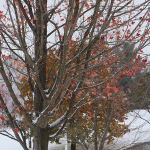 Acer freemanii ‘Autumn Blaze’ ‘ Maple get a quote