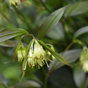 Disporum cantoniense – Prosartes – Fairy Bells – get a quote