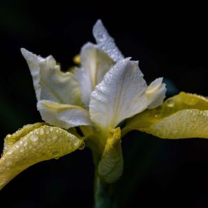 Iris ‘Butter and Sugar’ get a quote