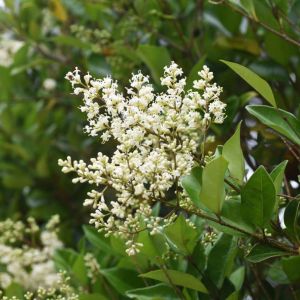 Ligustrum lucidum – Chinese Privet – Broad-leafed Privet – Glossy Privet – Waxleaf Privet – Privet – get a quote