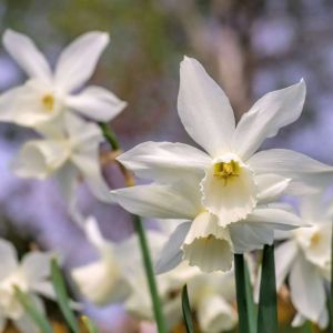 Narcissus triandrus – Angel’s Tears – Daffodil triandrus – Bulbs get a quote