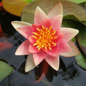 Nymphaea ‘Aurora’ – Waterlily – get a quote