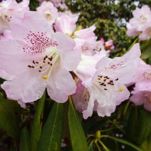 Rhododendron sutchuenense – Azaleas – get a quote