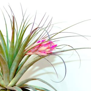 Tillandsia gardneri – Air Plant – get a quote