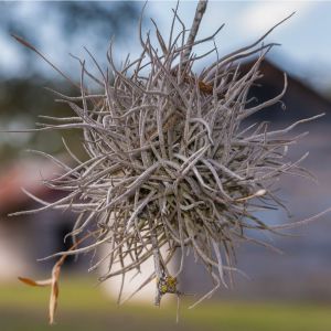 Tillandsia recurvata – Ball Moss – Air Plant – get a quote