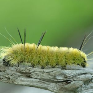 American Dagger Moth – Acronicta Americana get a quote