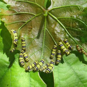 Western Grapeleaf Skeletonizer – Harrisina brillans get a quote