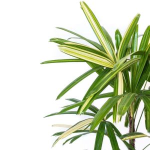 Rhapis excelsa ‘Variegata’ – Rhapis flabelliformis ‘Variegata’ – Miniature Fan Palm – Lady Palm – Lady Palm – get a quote