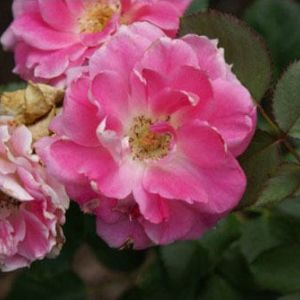 Rosa Carefree wonder – Rose ‘Carefree Wonder’ get a quote