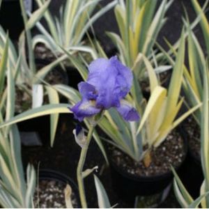 Iris pallida ‘Albo Variegata’ – Sweet Variegated Iris – get a quote