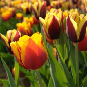 Tulipa ‘Kees Nelis’  – Tulip ‘Kees Nelis’ get a quote