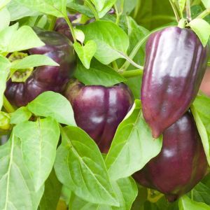 Pepper – Pinot Noir Sweet Bell Pepper get a quote