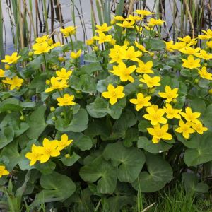 Caltha palustris – Marsh Marigold – get a quote