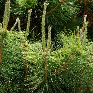 Pinus t. ‘Thunderhead’ get a quote