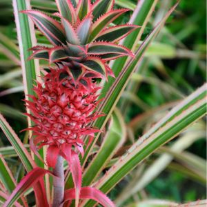 Ananas bracteatus ‘Striatus’ – Ananas bracteatus ‘Tricolor’- Red pineapple – Wild pineapple bromeliad get a quote