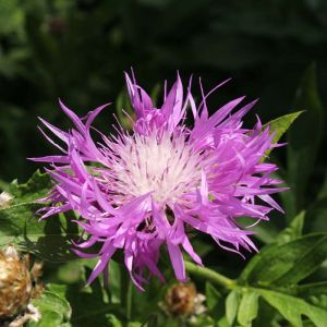 Centaurea pulcherrima – Hardheads – Knapweed – Cornflower – get a quote