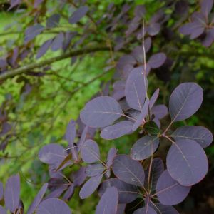 Cotinus coggygria f. purpureus – Rhus cotinus – Venetian sumac – Eurasia Smoke Bush – Smoke Tree – Smoke Bush – get a quote