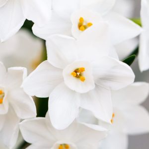 Narcissus ‘White Plume’ – Daffodil ‘White Plume – Bulbs get a quote