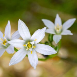 Ornithogalum umbellatum – Dove’s Dung – Common-star-of-Bethlehem – Star-of-Bethlehem – get a quote