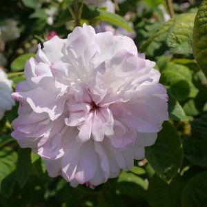 Rosa ‘Leda’ – Painted damask rose’ – Rose ‘Leda’ get a quote