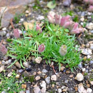 Saponaria ‘Bressingham’ – Saponaria ‘Bressingham Hybrid’ – Soapwort – get a quote