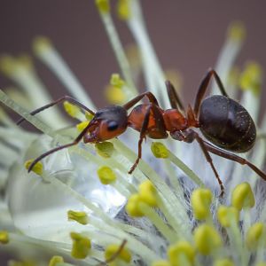 Field Ants – Formica spp. get a quote