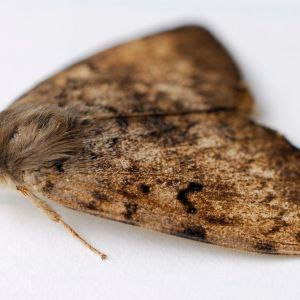 Gypsy Moth – Lymantria dispar get a quote