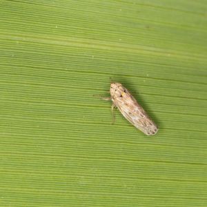 Painted Leafhopper – Endria inimical get a quote