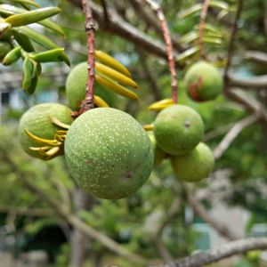 Torreya nucifera – Japanese torreya – Kaya – Naya – Kaya Nut – Japanese Nutmeg Yew – Nutmeg Yew – get a quote
