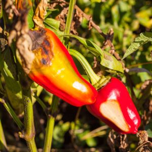 Pepper Weevil – Anthonomous eugenii get a quote