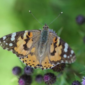 PaintedLady – Thistle Caterpillar – Vanessa cardui get a quote