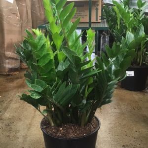 Zamioculcas Zamiifolia – Medium – ZZ plant – get a quote