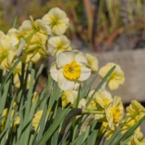 Narcissus ‘Sun Disc’ – Daffodil ‘Sun Disc’ get a quote