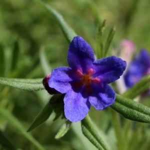 Buglossoides purpurocaerulea – Lithospermum purpureocaeruleum get a quote