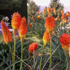 Kniphofia uvaria ‘Nobilis’ – Red-hot Poker – Torch Lily – Tritoma – Torch Flower – get a quote