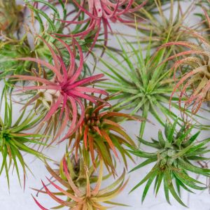 Tillandsia brachycaulos – Air Plant – get a quote