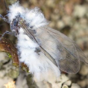 Woolly Beech Aphid – Phyllaphis fagi get a quote