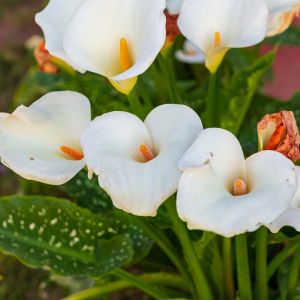 Zantedeschia albomaculata – Zantedeschia melanoleuca – Spotted Calla – Calla Lily – Arum Lily – Pig Lily get a quote