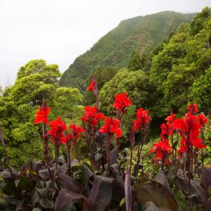 Canna ‘Black Knight’ – Indian Shot – get a quote