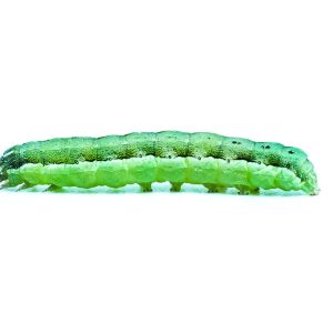 Beet Armyworm – Spodoptera exigua get a quote